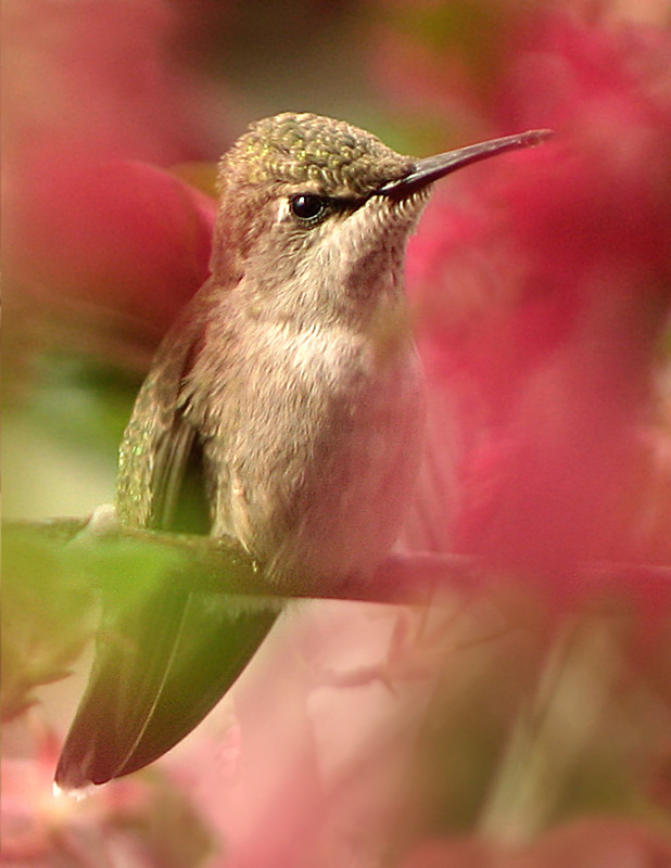 Peeking Hummer in the Flowering Red Currant