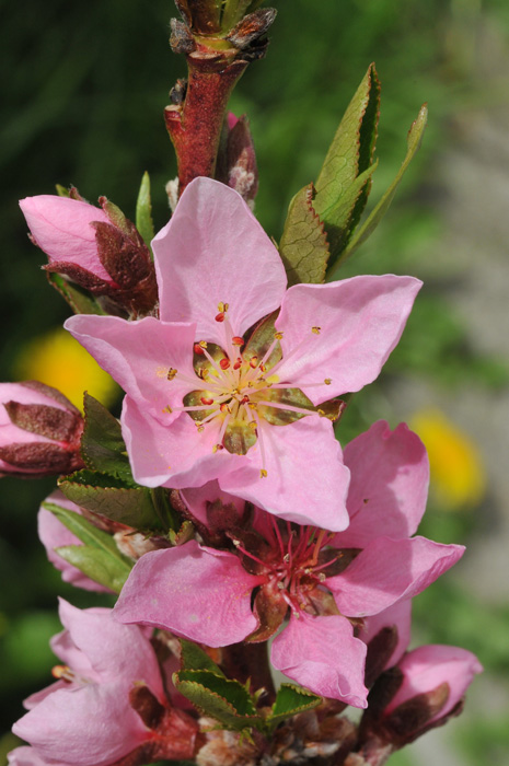 Peach Blossoms (close-up)
