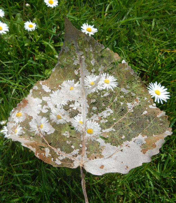 Filligreed Leaf over Daisies