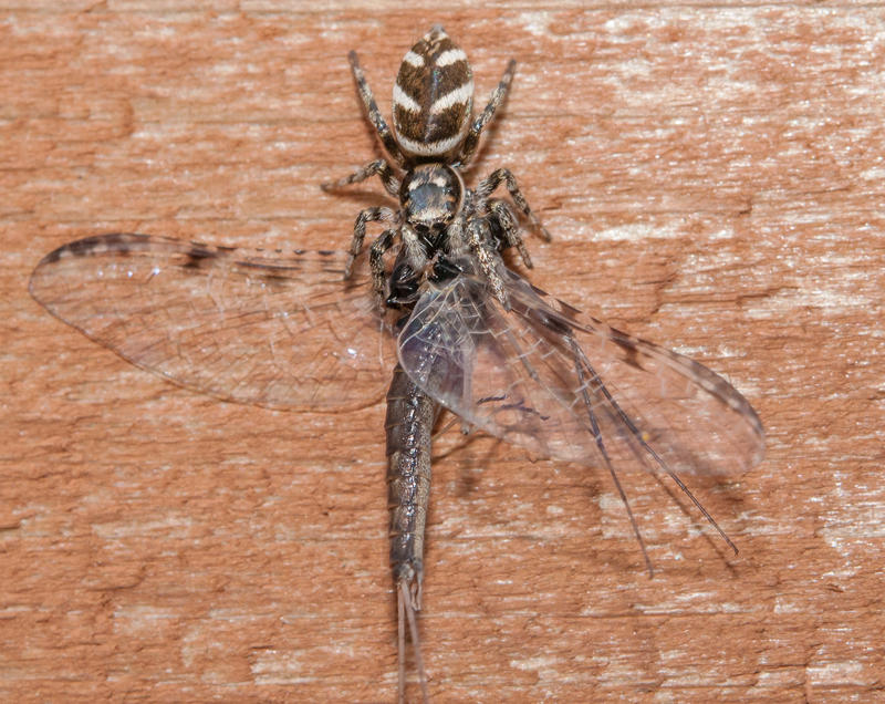 Zebra Jumping Spider with Dragonfly Prey