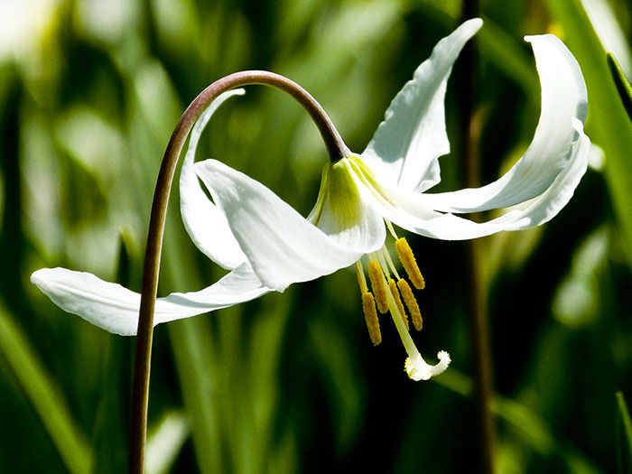 White Fawn Lily