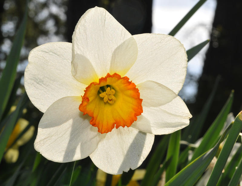 Daffodil Backlit by Sunlight