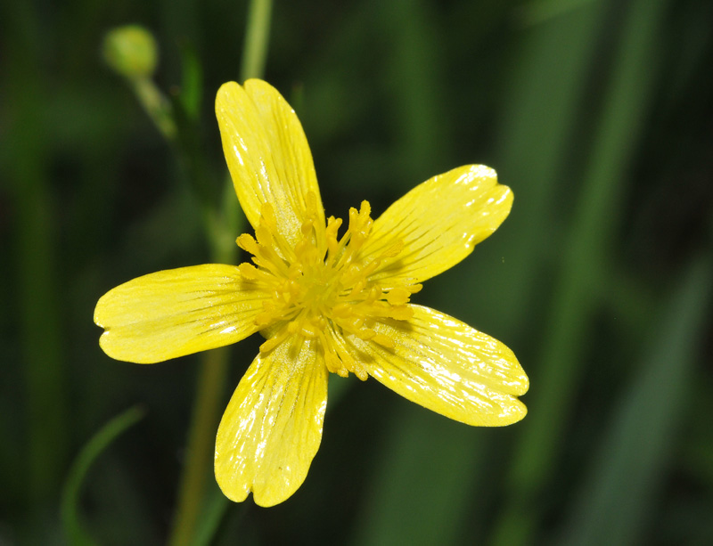 Star-shaped Tiny Yellow Flower