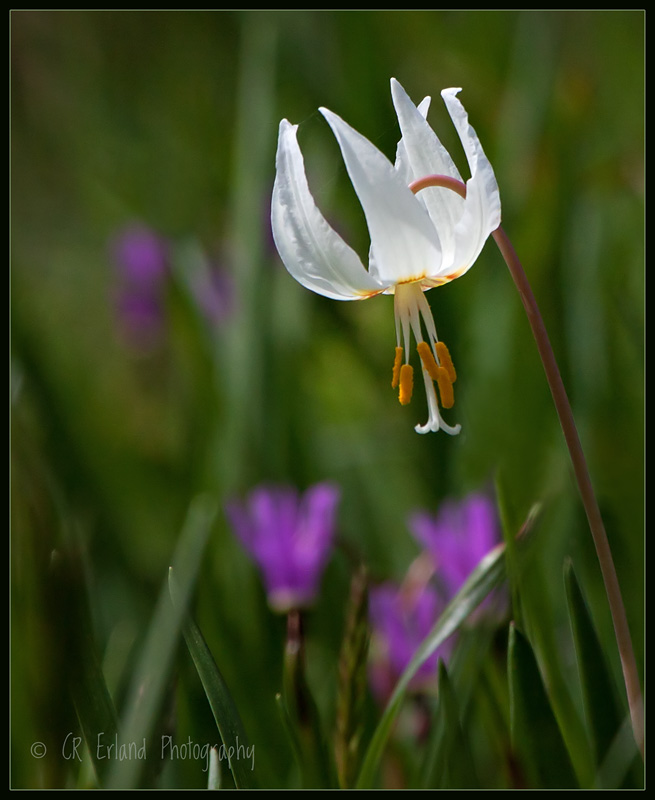 White Fawn LIly