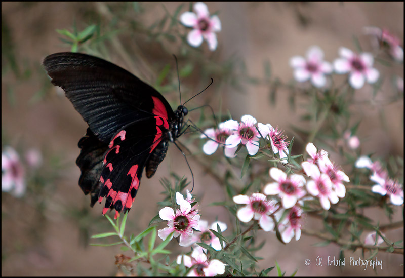 Butterfly #2
