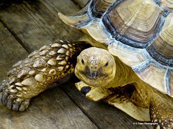 African Spurred Tortoise