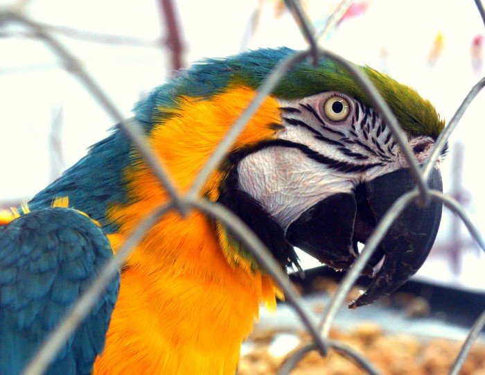 Parrot in captivity