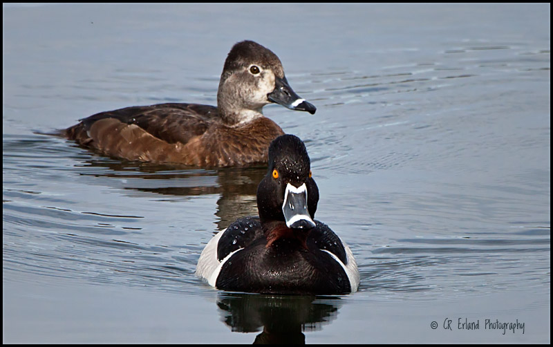 Ring-necked Duck Pair
