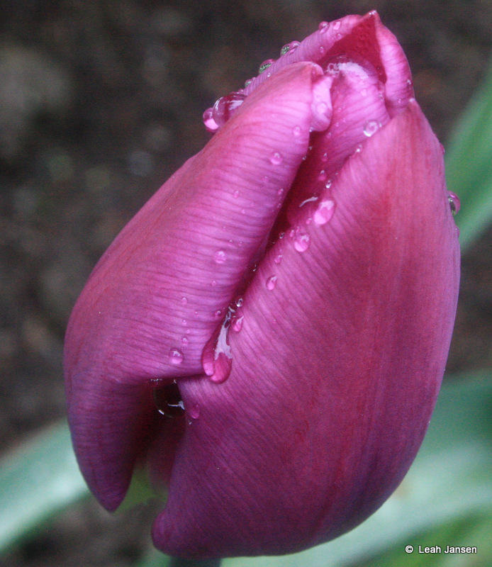 Drip drip tulip
