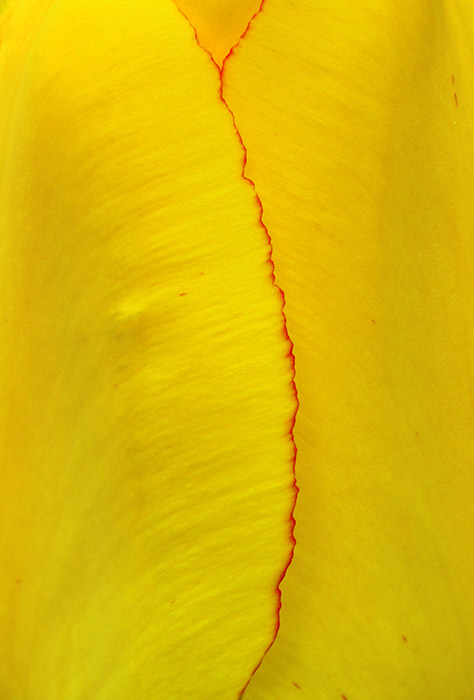 Yellow Tulip Abstract