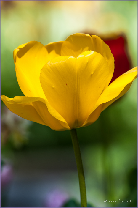 tulip II.jpg