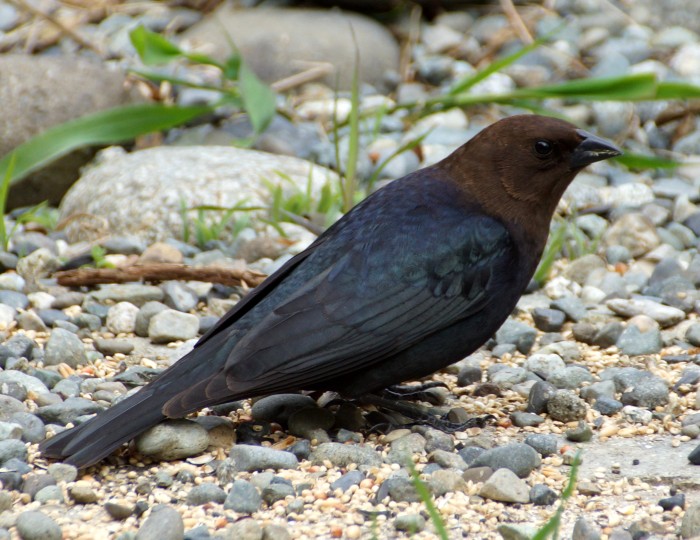 Brown-headed cowbird with the munchies