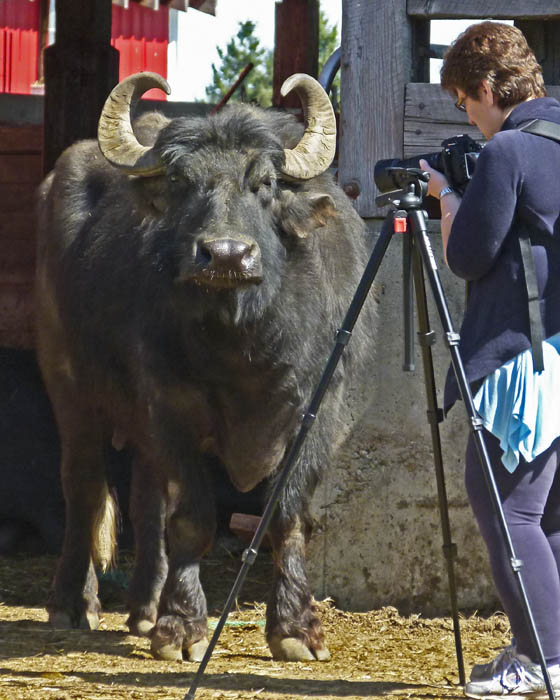 Posing for the Photographer