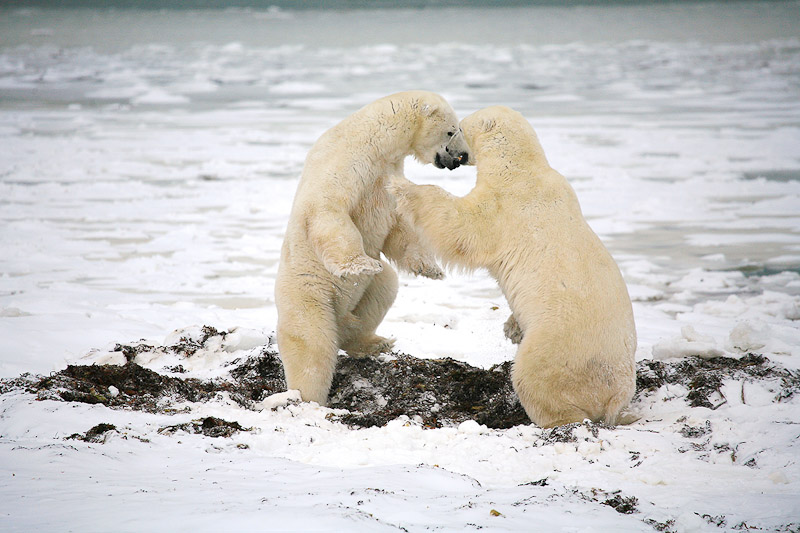 3rd - Polar Bears Sparring  DonBrown