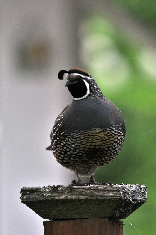 Quail on Lookout
