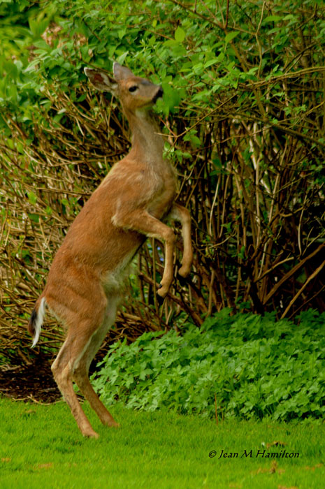 Deer or Kangaroo