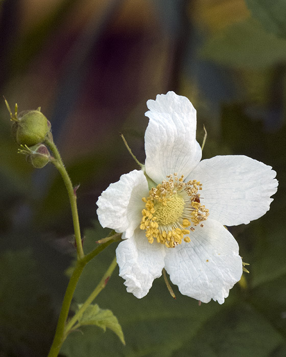 Thimbleberry Flower