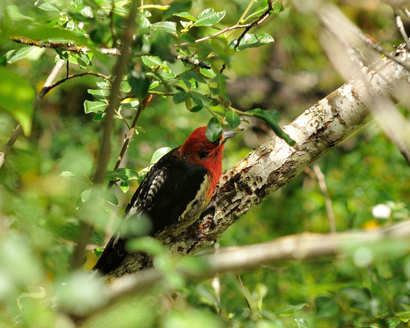 Red-Breasted Sapsucker