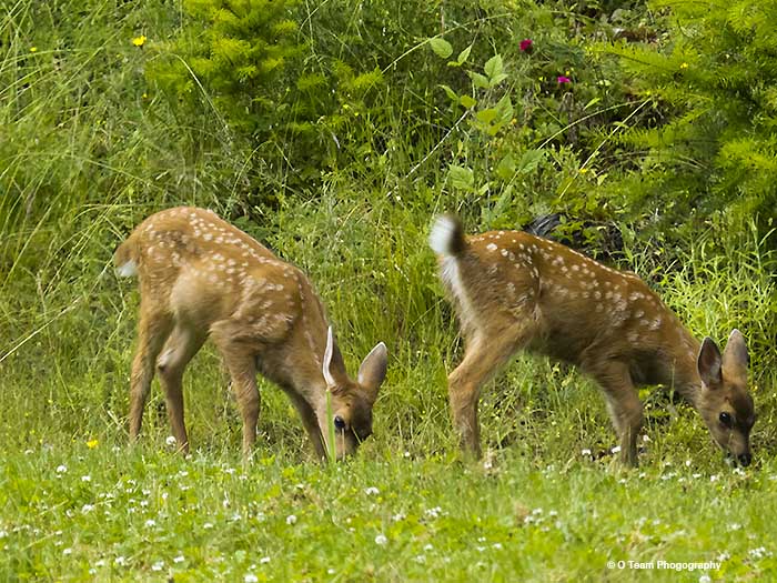 Young Fawns