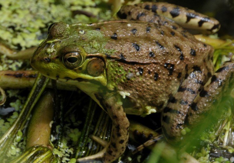 Another frog picture - my view of him.