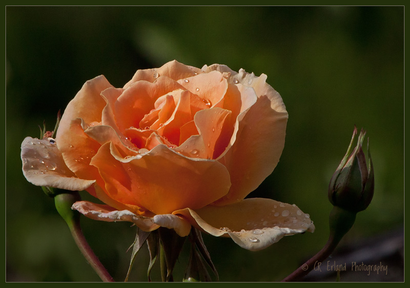  Apricot Rose