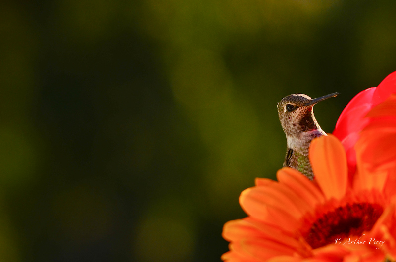Peek-a boo I see you