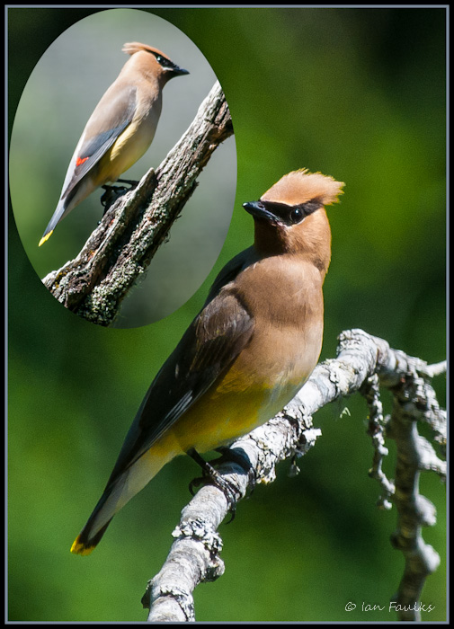 Cedar Waxwing.jpg