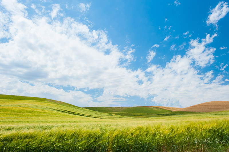Wheat field.jpg