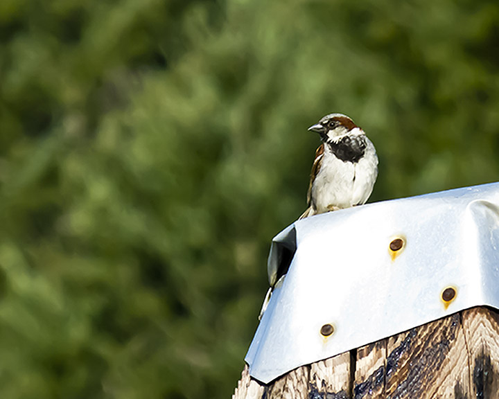 Male House Sparrow