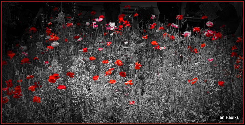 poppies in a Skagway garden.jpg