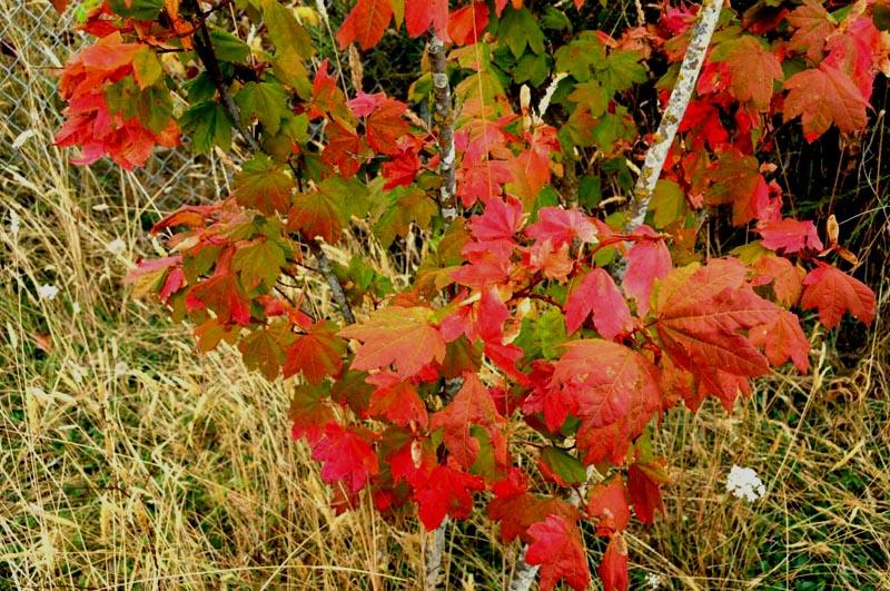 Signs of Autumn