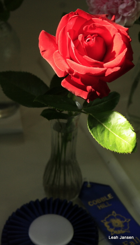 Perfect Rose 