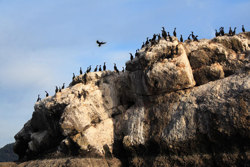 Cormorants Colony on Arbutus Is.