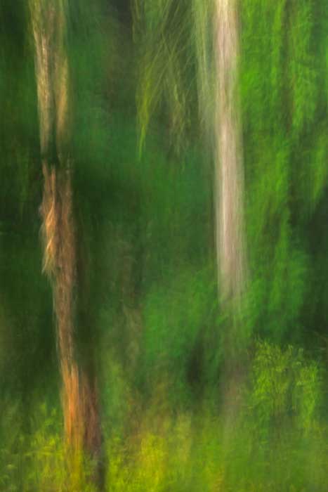  Forest Painting