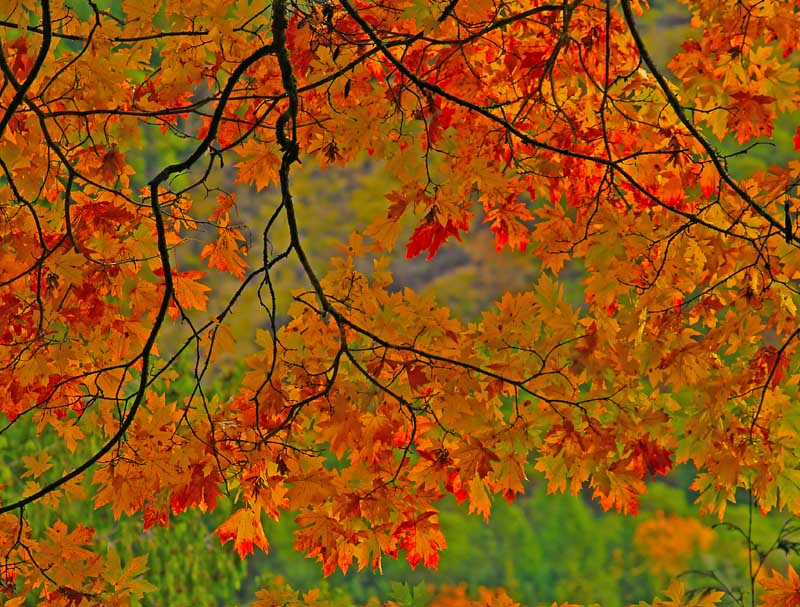  Fall Colours