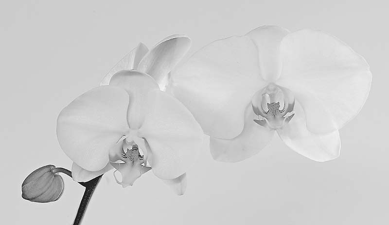 Orchid