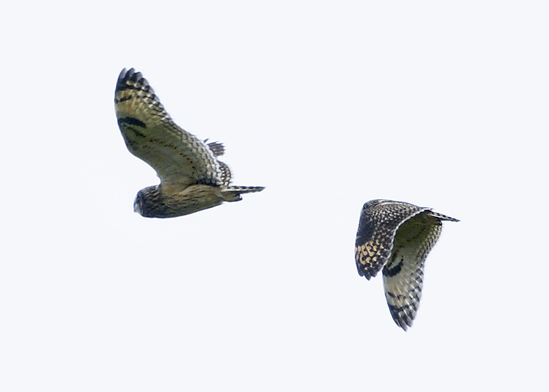 Unexpected Fly-By (Short Eared Owl)