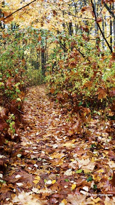 Forest Path