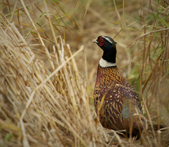 pheasant on the run