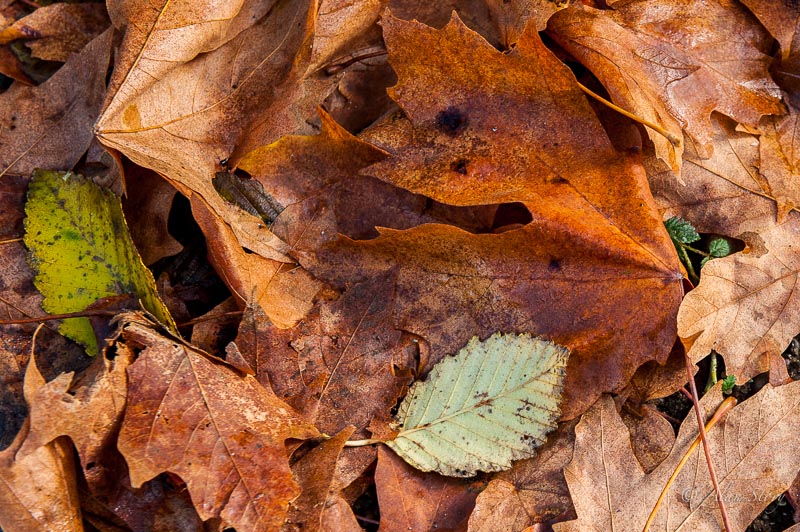 Fallen Maple leaves.jpg