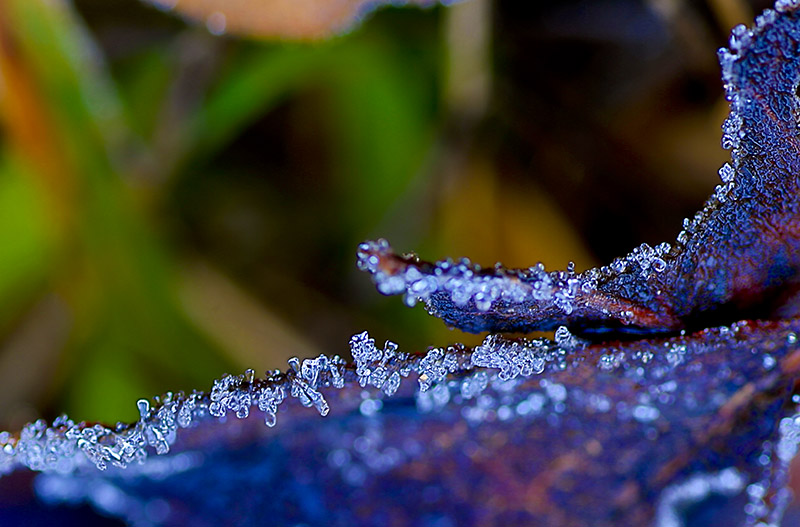 Frosted Leaf 