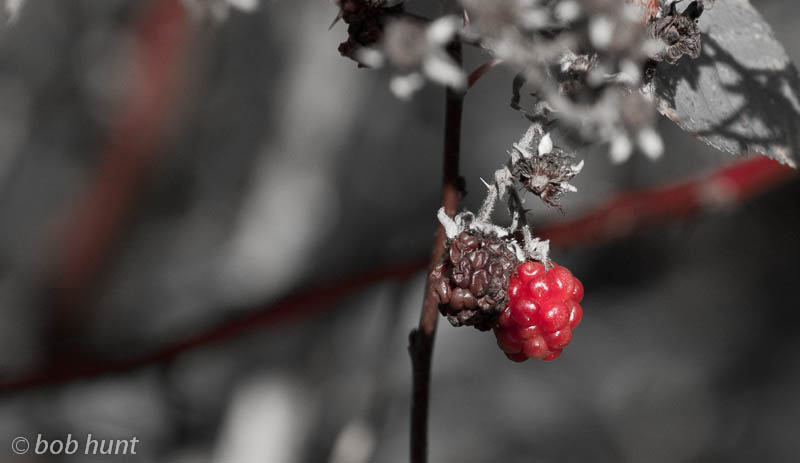 Winter Berry