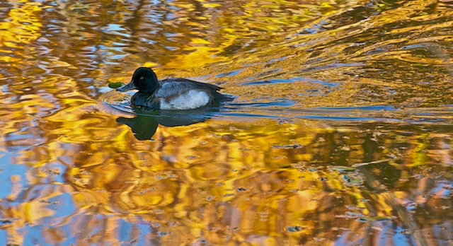 Fall Reflection