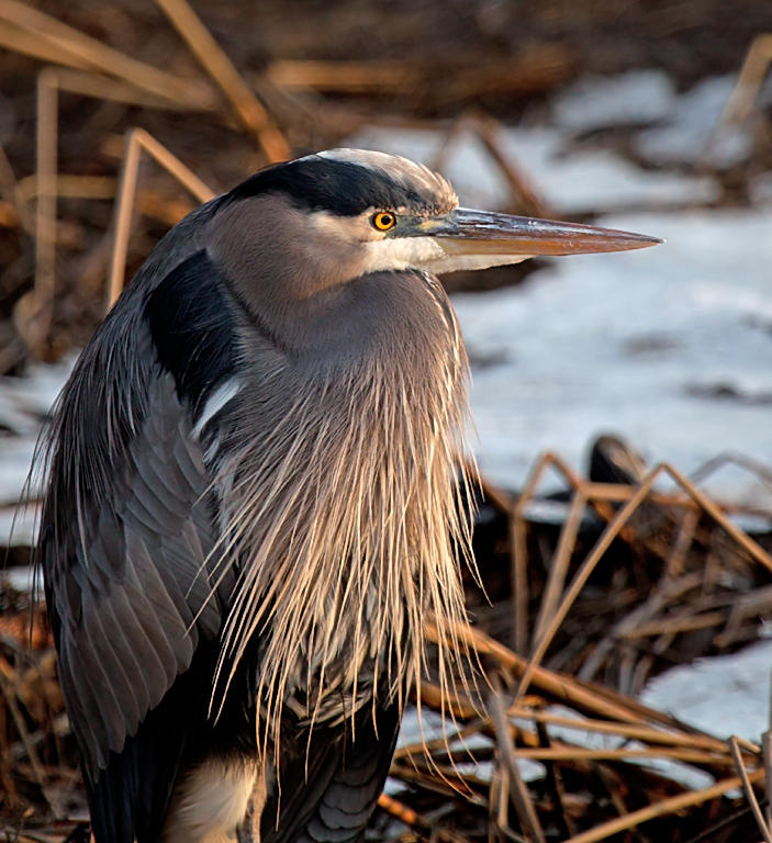 Great Blue Heron<br>Racine Erland<br> Celebration of Nature 2012<br> Birds