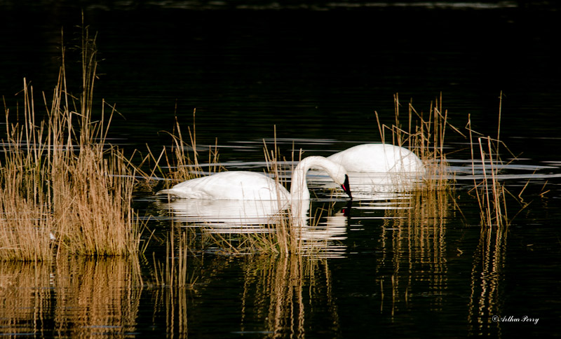 Swan Heven