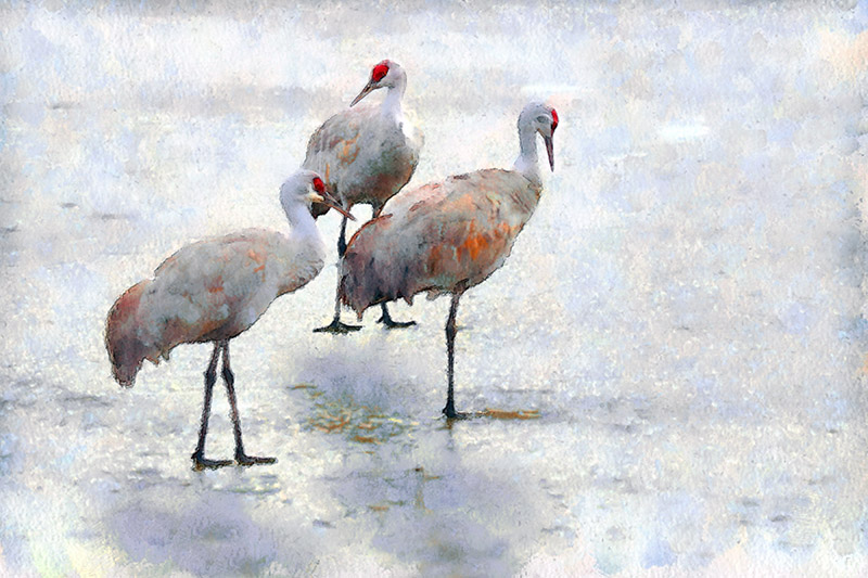 Sandhill Cranes Watercolour