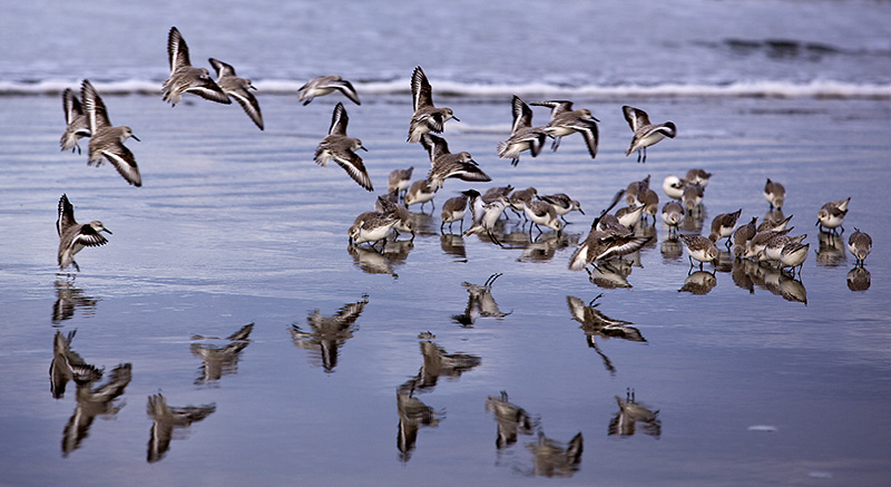 Migratory Birds in Flight