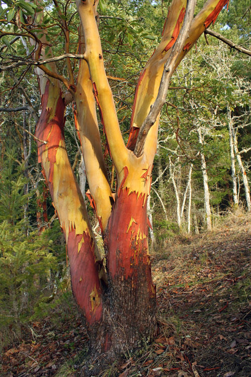 Arbutus trees