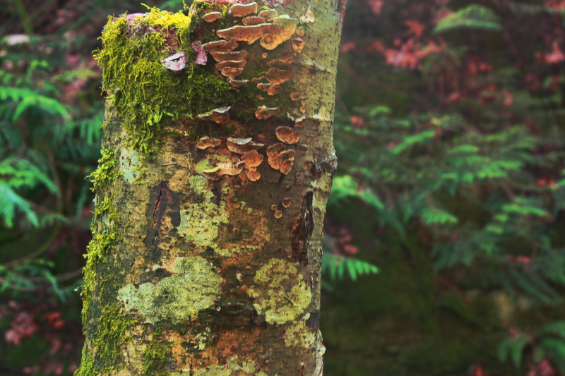 Tree Offerings