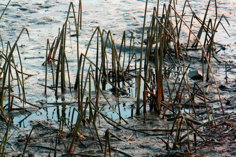 Tire & Reeds in Mud